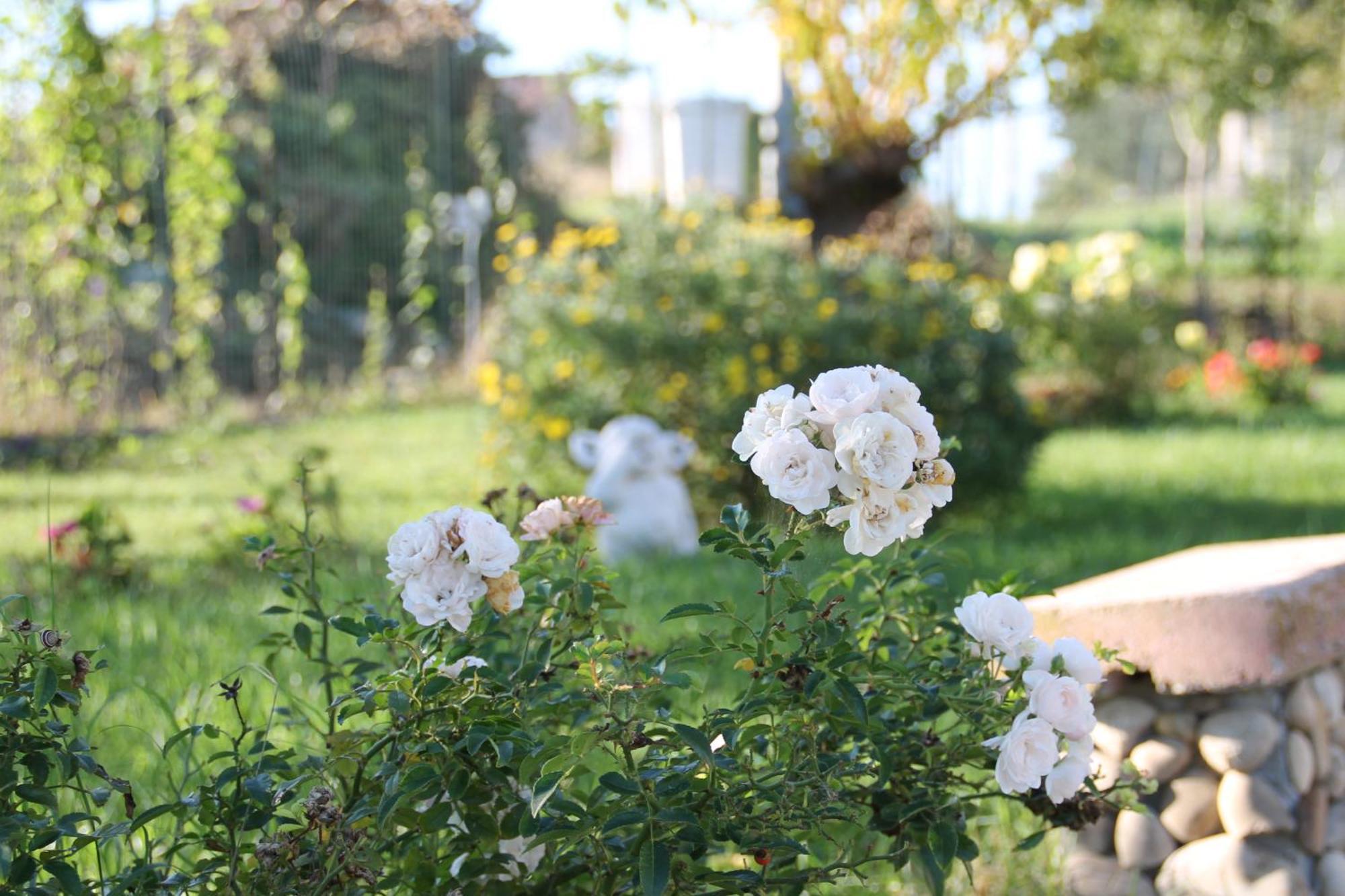 Pepe Rosa Bed & Breakfast แตร์โมลิ ภายนอก รูปภาพ